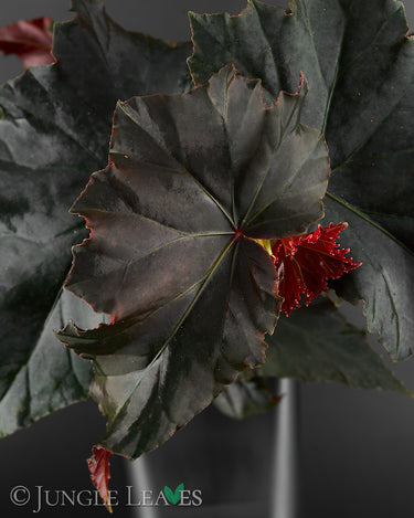 Begonia 'Black Angel'