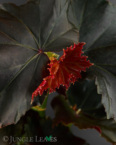 Begonia 'Black Angel'