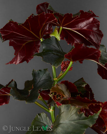 Begonia 'Black Angel'