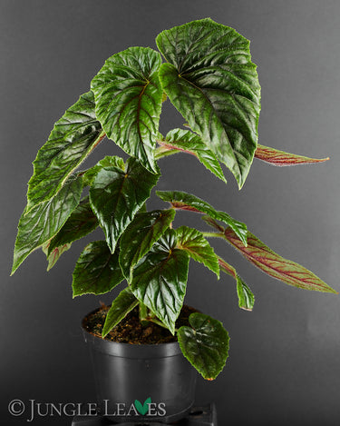 Begonia incarnata