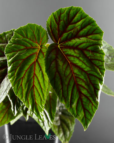Begonia incarnata