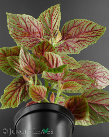 Begonia incarnata