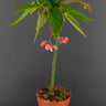 Begonia corallina 'Tamaya'