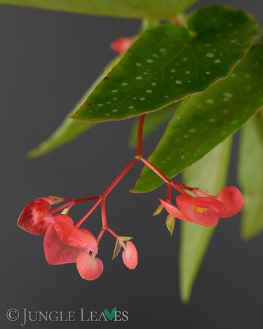 Begonia corallina 'Tamaya'
