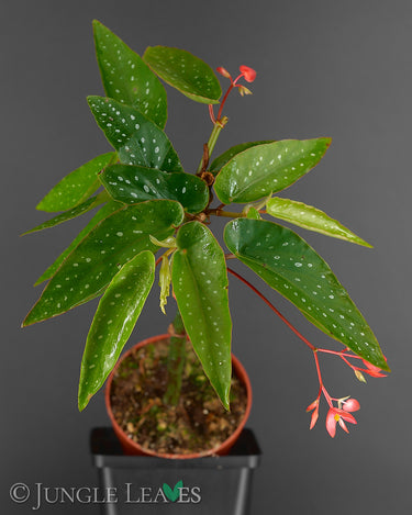 Begonia corallina 'Tamaya'