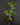 Plectranthus venteri