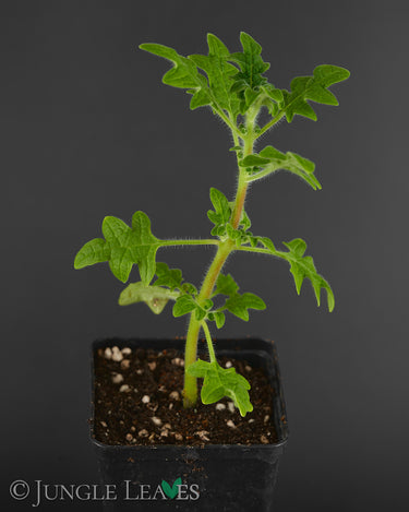 Plectranthus venteri