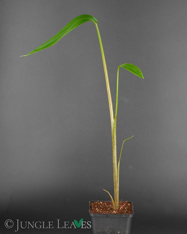 Typhonodorum lindleyanum