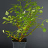 Plectranthus saccatus