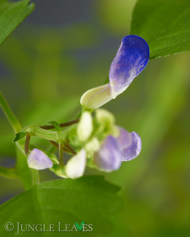 Plectranthus saccatus Blüte