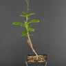 Talinum portulacifolium