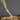 Talinum portulacifolium