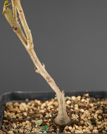 Talinum portulacifolium