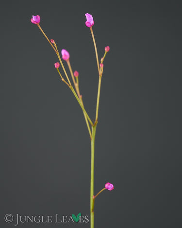 Talinum portulacifolium Blüten