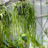 Rhipsalis micrantha ssp. kirbergii