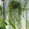 Rhipsalis puniceodiscus
