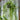 Lepismium bolivianum