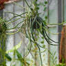 Selenicereus grandiflorus