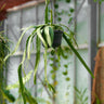 Lepismium monacanthum