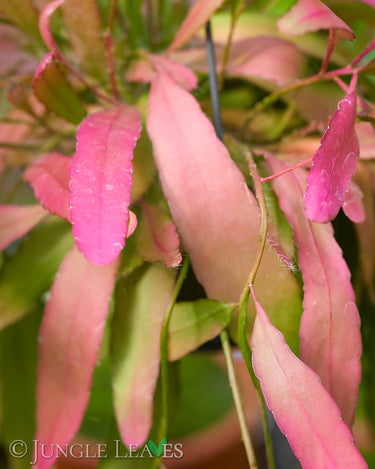 Pseudorhipsalis ramulosa
