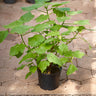Kapländische Zimmerlinde (Sparrmannia africana)