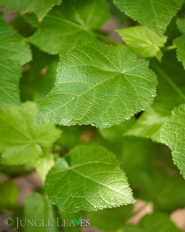 Kapländische Zimmerlinde (Sparrmannia africana)