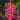 Medinilla magnifica Blütenrispe