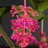 Medinilla magnifica Blütenrispe