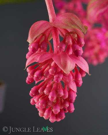 Medinilla magnifica Blütenrispe geschlossen
