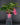 Medinilla magnifica
