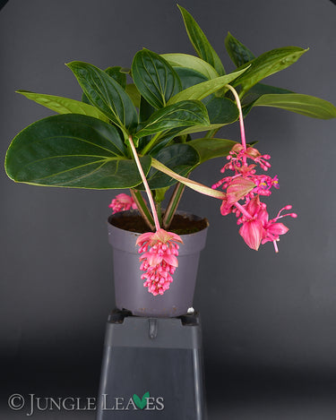 Medinilla magnifica