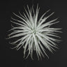 Tillandsia tectorum