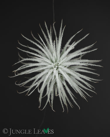 Tillandsia tectorum