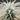 Tillandsia tectorum