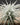 Tillandsia tectorum