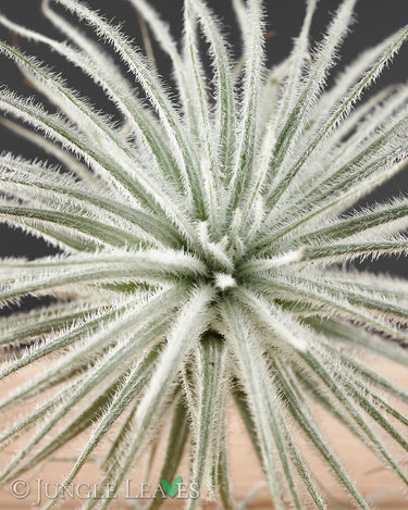 Tillandsia tectorum
