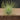 Tillandsia andreana