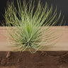 Tillandsia andreana
