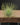 Tillandsia andreana