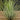 Tillandsia andreana