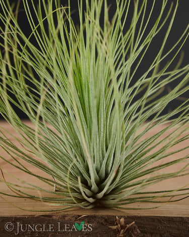 Tillandsia andreana
