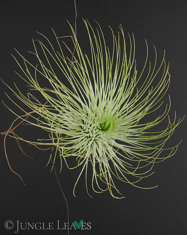 Tillandsia andreana