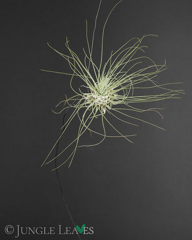 Tillandsia argentea