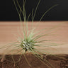 Tillandsia argentea
