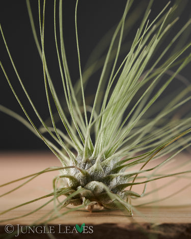 Tillandsia argentea