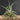 Tillandsia streptophylla