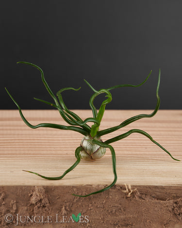 Tillandsia bulbosa