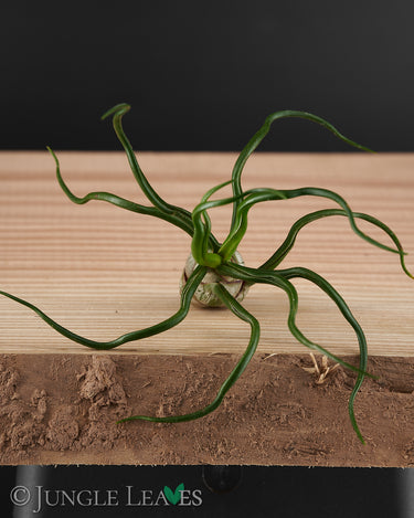 Tillandsia bulbosa