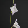 Utricularia pubescens