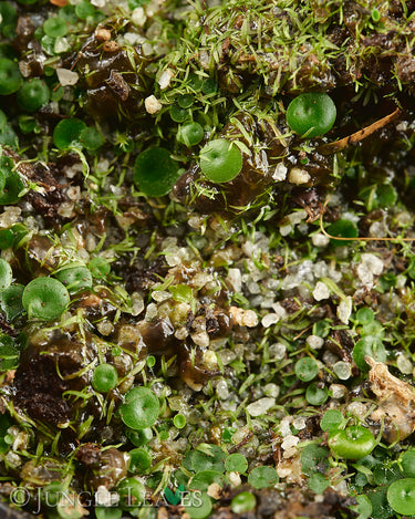 Utricularia pubescens